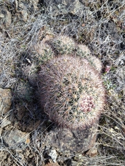 Pediocactus nigrispinus