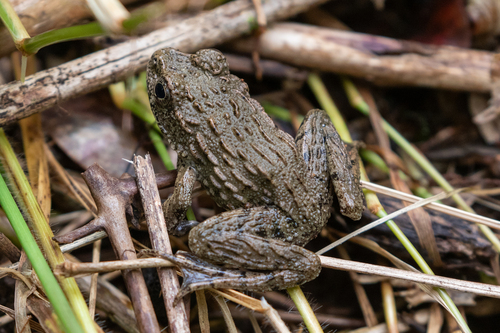 Glandirana rugosa observed 2026-04-15