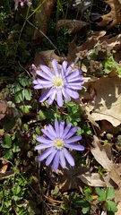 Anemonoides apennina