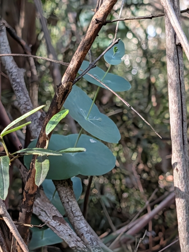 Eucalyptus perriniana, 2026-04-14
