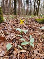 Erythronium rostratum