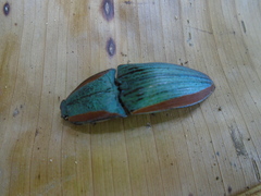 Chalcolepidius eschscholtzi