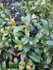 Sarcococca ruscifolia