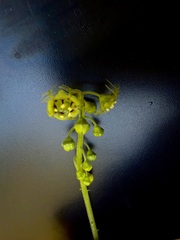 Mitellastra caulescens