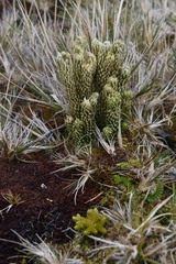 Austrolycopodium magellanicum