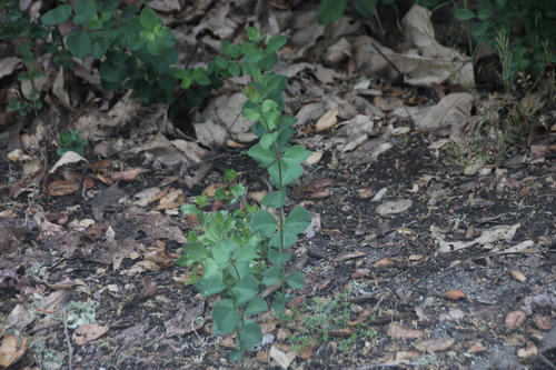 iNaturalist observation photo of honeysuckle subfamily