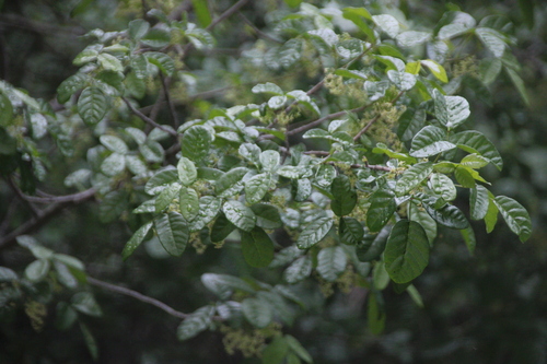 iNaturalist observation photo of Pacific poison oak