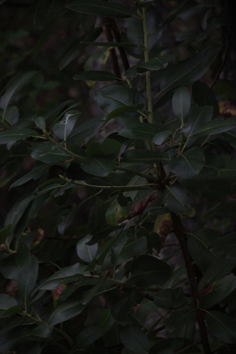 iNaturalist observation photo of Pacific madrone