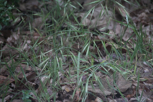 iNaturalist observation photo of great brome