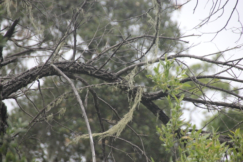 iNaturalist observation photo of lace lichen
