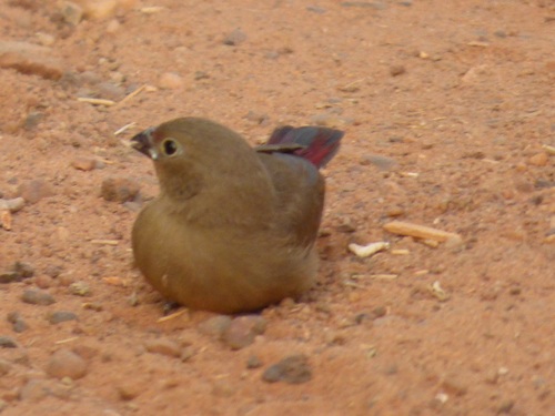 Red-billed Firefinch