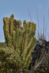 Phlegmariurus saururus