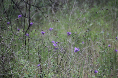 iNaturalist observation photo of blue dicks