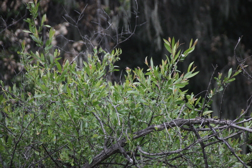 iNaturalist observation photo of Willows