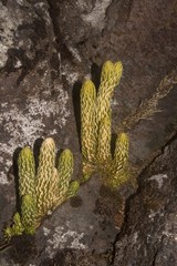 Phlegmariurus saururus