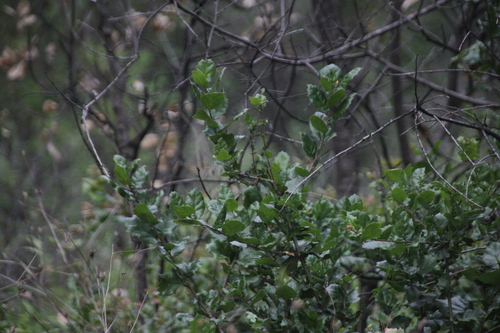 iNaturalist observation photo of coast live oak