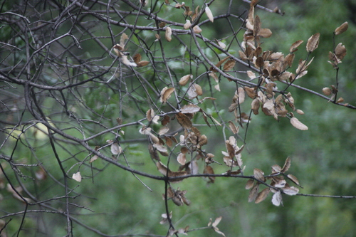 iNaturalist observation photo of coast live oak