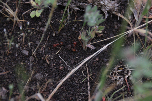 iNaturalist observation photo of Ants