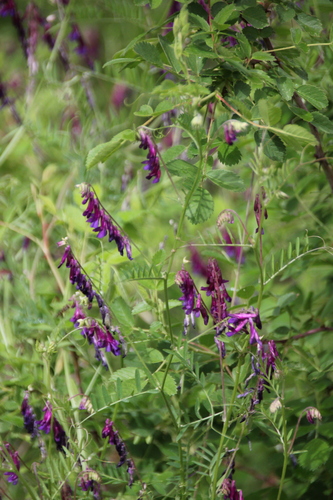 iNaturalist observation photo of Vetches