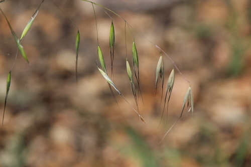 iNaturalist observation photo of Oats