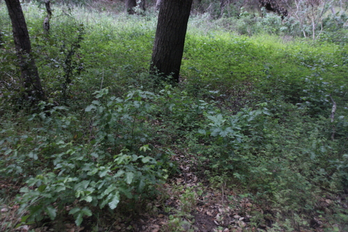 iNaturalist observation photo of Pacific poison oak