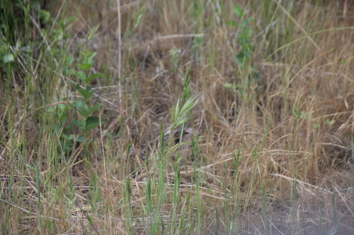 iNaturalist observation photo of bromes