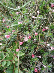 Lithodora hispidula versicolor