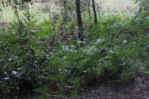 iNaturalist observation photo of Ferns