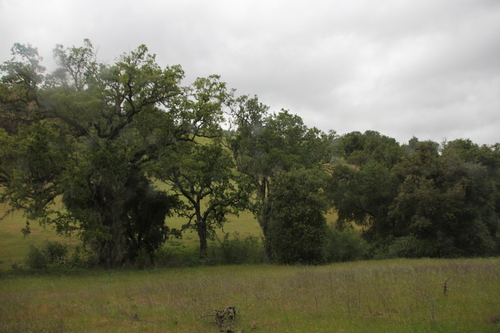iNaturalist observation photo of oaks