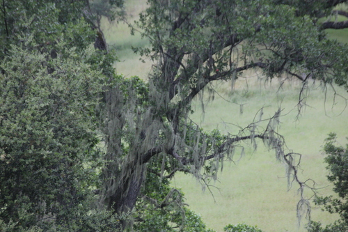 iNaturalist observation photo of lace lichen