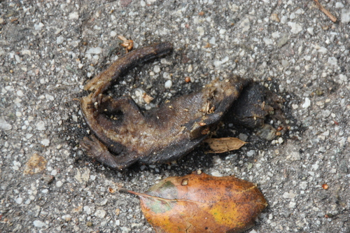 iNaturalist observation photo of California Newt