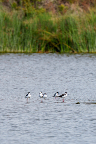 iNaturalist observation photo of Black-necked Stilt