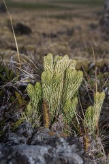 Phlegmariurus saururus