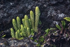 Phlegmariurus saururus