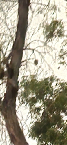 Western Screech-Owl observed by benosborn