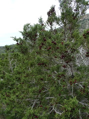 Juniperus turbinata