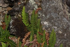 Polystichum marionense