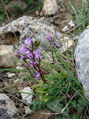 Orchis quadripunctata