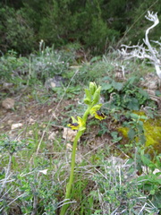Ophrys lutea galilaea