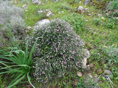 Lithodora hispidula versicolor