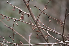 Euptelea polyandra