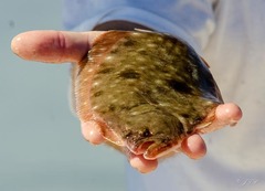 Paralichthys lethostigma