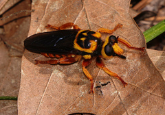 Laphria saffrana