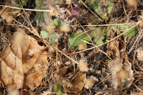 iNaturalist observation photo of Ants