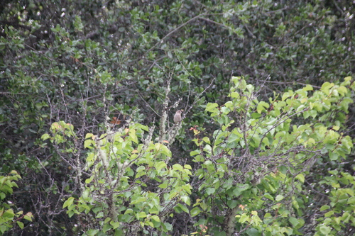 iNaturalist observation photo of House Finch