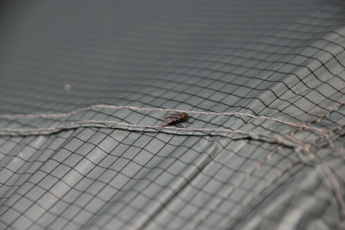 iNaturalist observation photo of Muscoid Flies