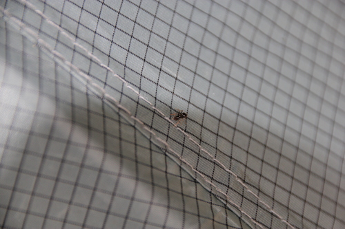 iNaturalist observation photo of Ants