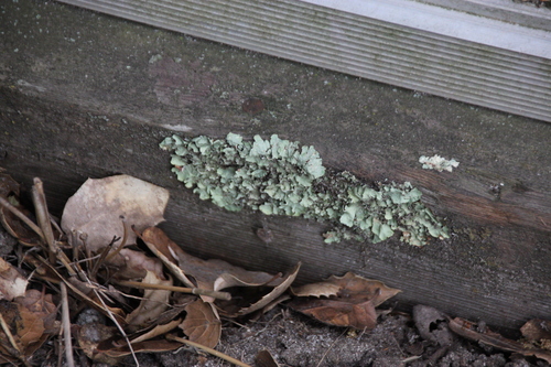 iNaturalist observation photo of typical shield lichens