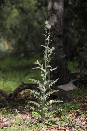 iNaturalist observation photo of Cobwebby Thistle