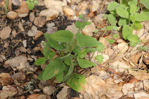 iNaturalist observation photo of California Hedge Nettle